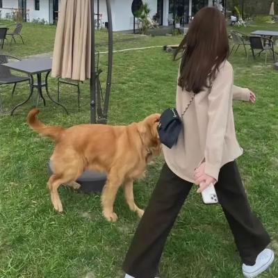 独家新闻的雏鸟